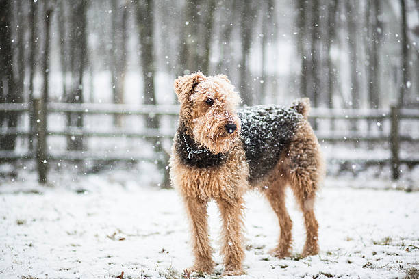 Airedale terrier dog under snowfall dog under snowfall airedale terrier stock pictures, royalty-free photos & images