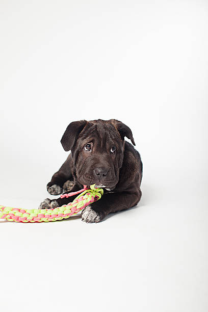 istock Black puppy playing with its toy on the white background. 507373890