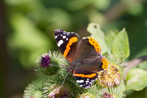 красный адмирал (vanessa atalanta) - millingerwaard стоковые фото и изображения