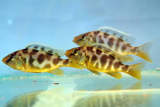 Nimbochromis venustus (Venustus Hap) Nimbochromis venustus (Venustus Hap) nimbochromis venustus stock pictures, royalty-free photos & images