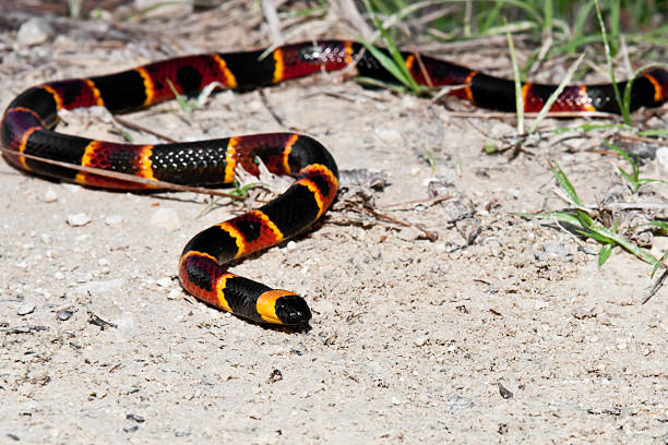 Eastern Coral Snake An Eastern Coral Snake found in the Florida Panhandle. herpetology stock pictures, royalty-free photos & images