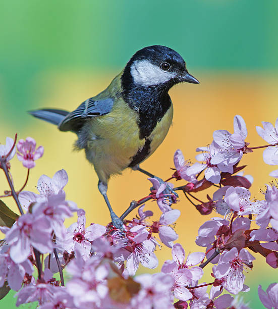 istock Great tit on purple leaf-Plum 507374354