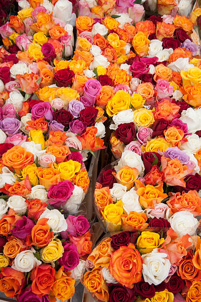 istock Colored Roses on Sale in Market, Bonn 507374468