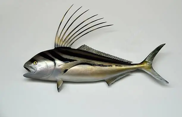 Roosterfish mounted on wall