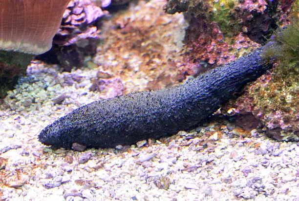 black sea cucumber living in the sea