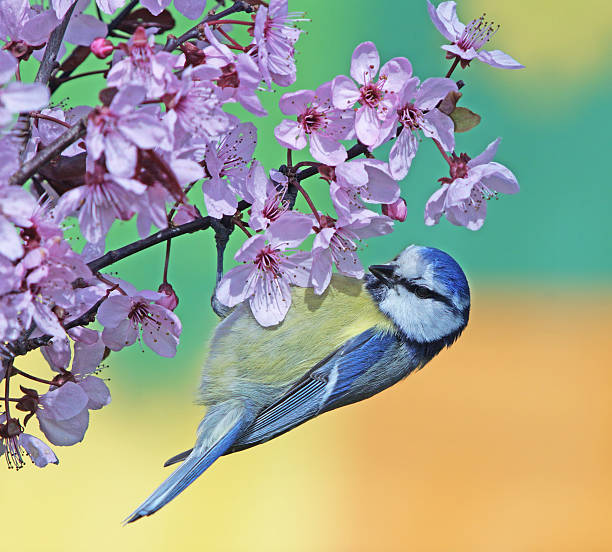 istock Blue tit on purple-leaf plum 507375126