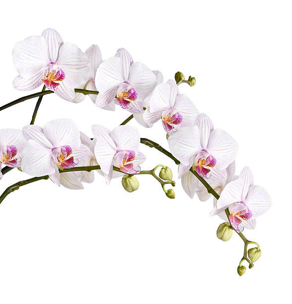 istock branch of white orchids 507375188
