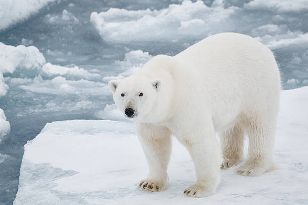 urso polar em massa de gelo flutuante - pack ice imagens e fotografias de stock