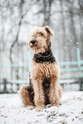 dog sitting on the snow