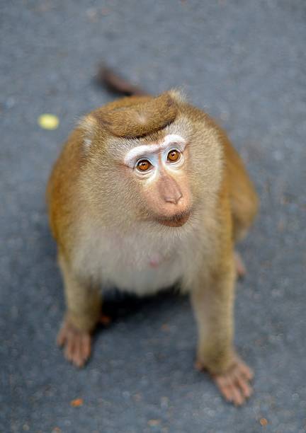 istock Portrait of macaque with mournful eyes 507375608