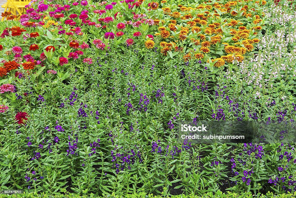 Coloridas flores en los jardines. - Foto de stock de Aire libre libre de derechos