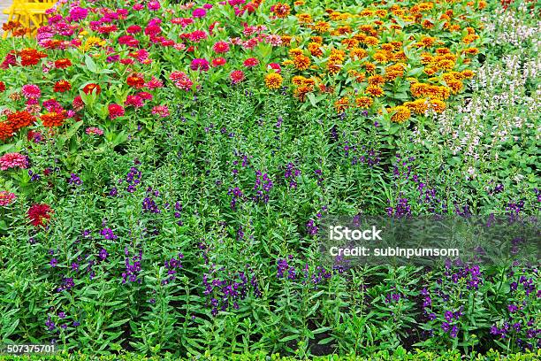 Coloridas Flores En Los Jardines Foto de stock y más banco de imágenes de Aire libre - Aire libre, Ajardinado, Azul