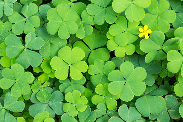 Clover Clover month stock pictures, royalty-free photos & images