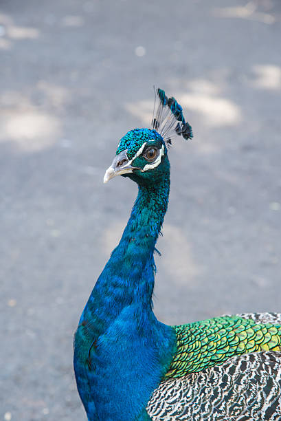 istock Beautiful peacock close up 507375756