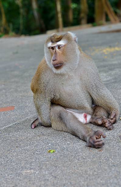 istock Most wild macaque sits and looks aside 507375868
