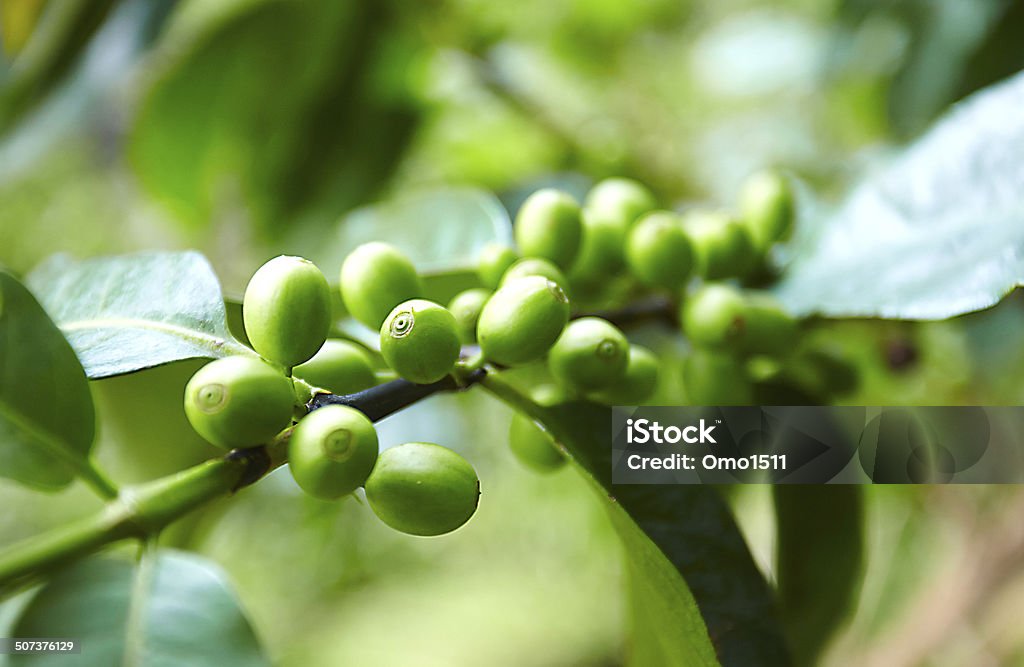 Coffee beans ripening on the branch Agriculture Stock Photo