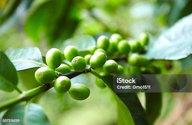 Coffee Beans Ripening On The Branch Stock Photo - Download Image Now - Agriculture, Arabica Coffee - Crop, Asia