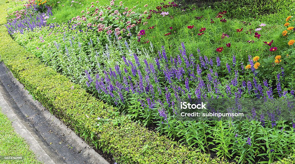 Coloridas flores en los jardines. - Foto de stock de Aire libre libre de derechos