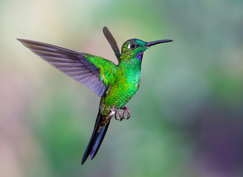 Green-crowned Brilliant Hummingbird  