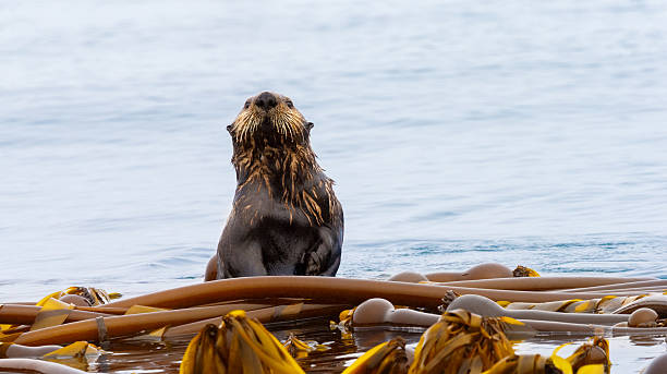 Sea Otter in Kelp Bed