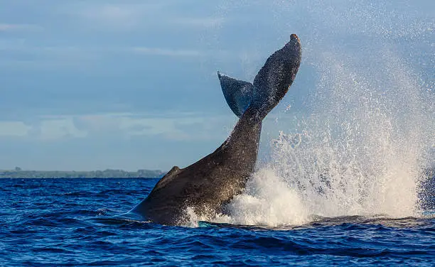 Photo of Humpback Whale