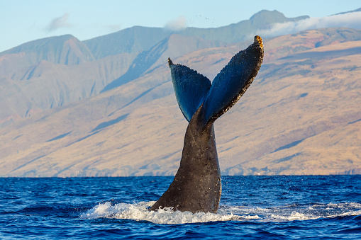 Humpback Whale  