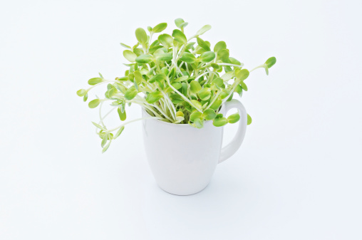 green young sunflower sprouts place in cup on white background