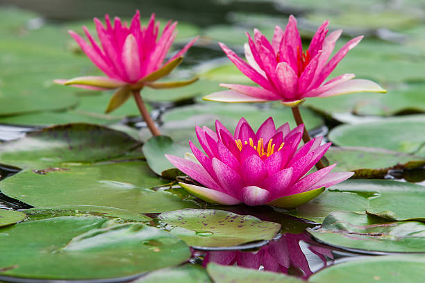 istock The lotus with beautiful 507377753