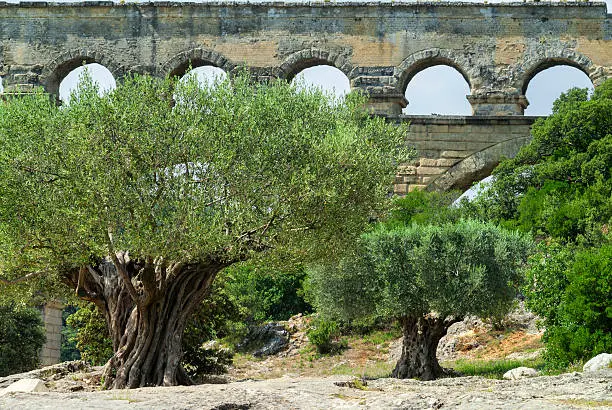 Pont du Gard (Gard, Languedoc-Roussillon, France), very old olive trees