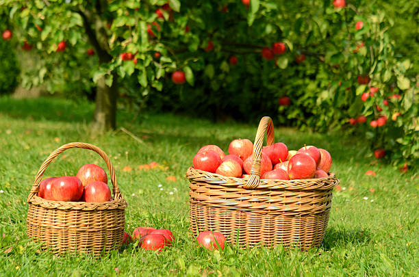 istock Two wicker baskets full of red apples 507378158
