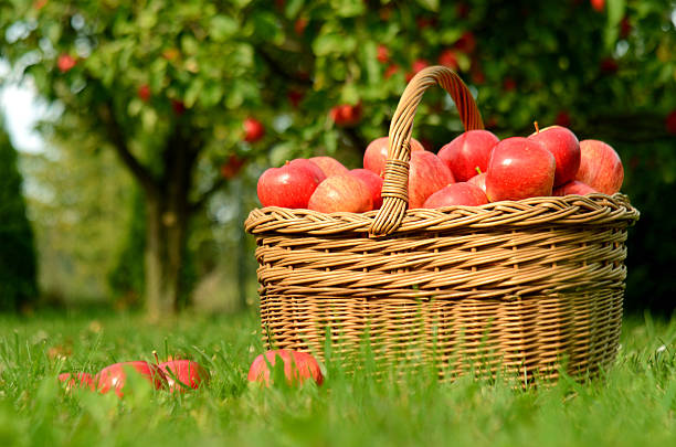 istock Wicker basket full of red apples 507378184