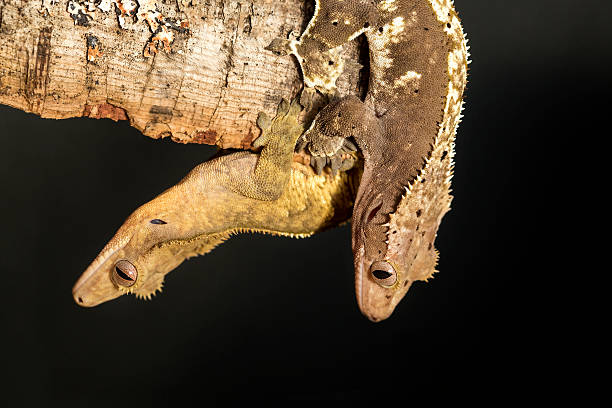 casal de crista da nova caledonian gecos pendurado em uma ramificação ('branch' - gecko animal night wildlife imagens e fotografias de stock