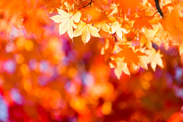 Japanese maple leaves with sunlight in the morning