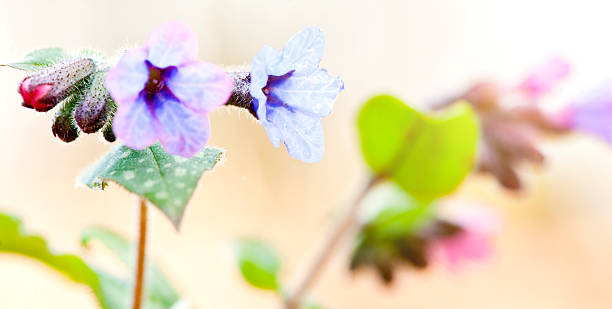 Lungwort (Pulmonaria officinalis) Pink and blue lungwort (pulmonaria officinalis) flowers. common lungwort pulmonaria officinalis stock pictures, royalty-free photos & images
