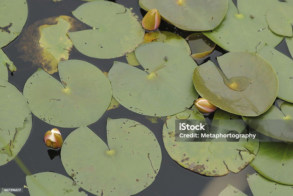 Lily pads and water lily buds Lily pads and water lily buds, waiting to bloom. Claude Monet Stock Photo