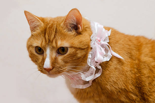 istock red cat and the garter of the bride. 507396536