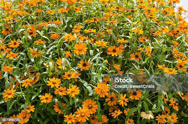 Zinnia Angustifolia Flowers Stock Photo - Download Image Now - Arrangement, Botany, Bouquet