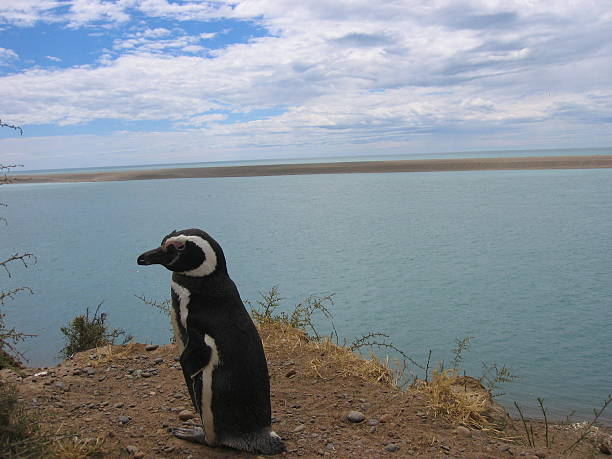 istock Penguin on Valdes Peninsula Argentina 507397014