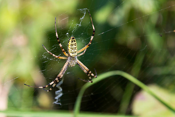 istock Garden spider (Argiope aurantia) in the net 507397359
