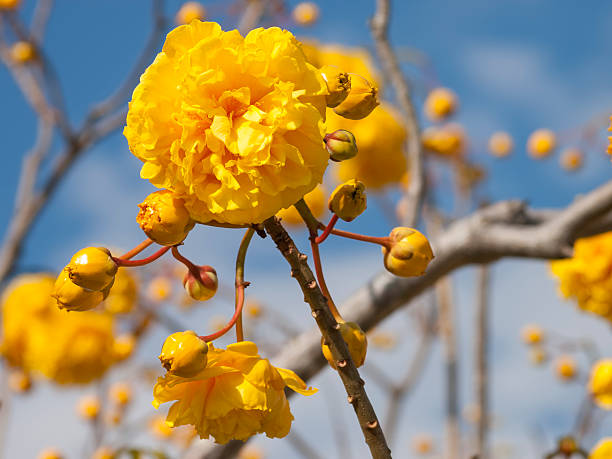 istock Yellow Nika flower with blue sky 507397502