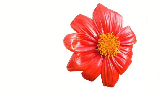 Mexican Sunflower on a white background.