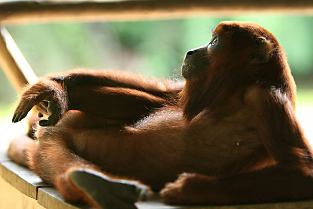 Macaco-gritador - foto de acervo