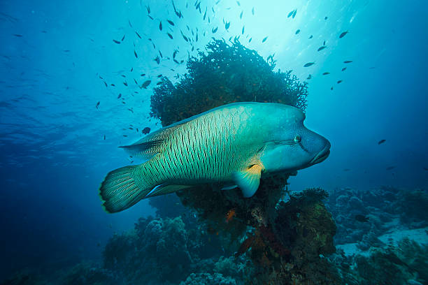 Napoleonfish Underwater  sea life - coral reef. Napoleonfish ( Cheilinus undulatus, Humphead wrasse )  fish,  deep in tropical sea.  humphead wrasse stock pictures, royalty-free photos & images