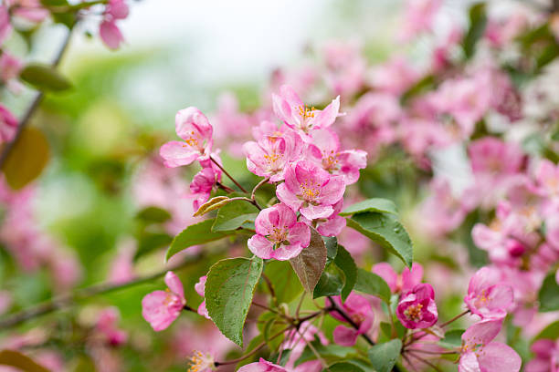 istock pink apple flowers with pink background 507398514