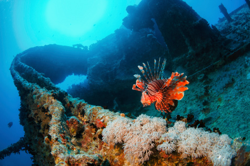 Underwater. Wreck diving Thistlegorm. Sea life, coral and Lionfish fish. 