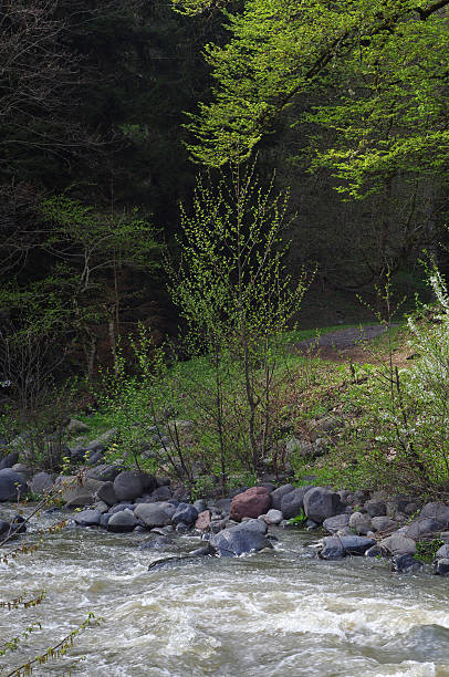 istock river bank, Borjomi, Meskheti, Georgia 507399389