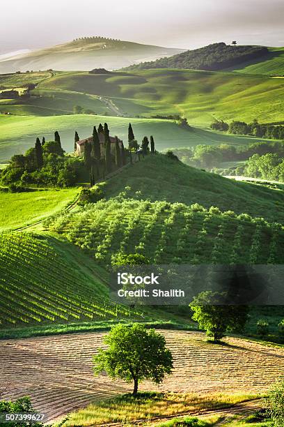 Farm Von Olivenhainen Und Weinbergen Stockfoto und mehr Bilder von Toskana - Italien - Toskana - Italien, Italien, Grün