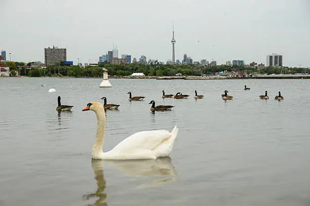 ducks on lake ontario and toronto view