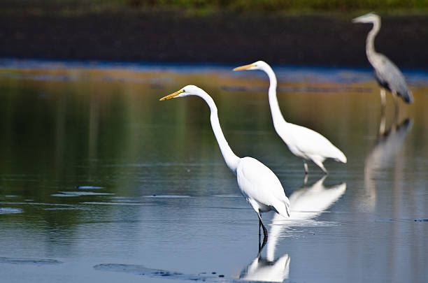 istock Two Egrets and a Heron Hunting for Fish 507399735