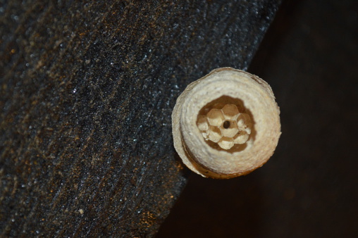 The start of a wasp nest in an attic. Beware the dangers of wasps nesting in you attic